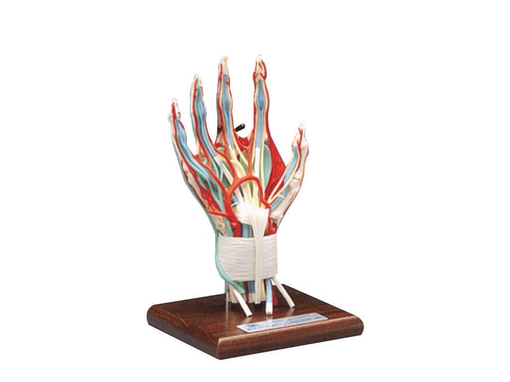 Deluxe hand och Vrist, modell.