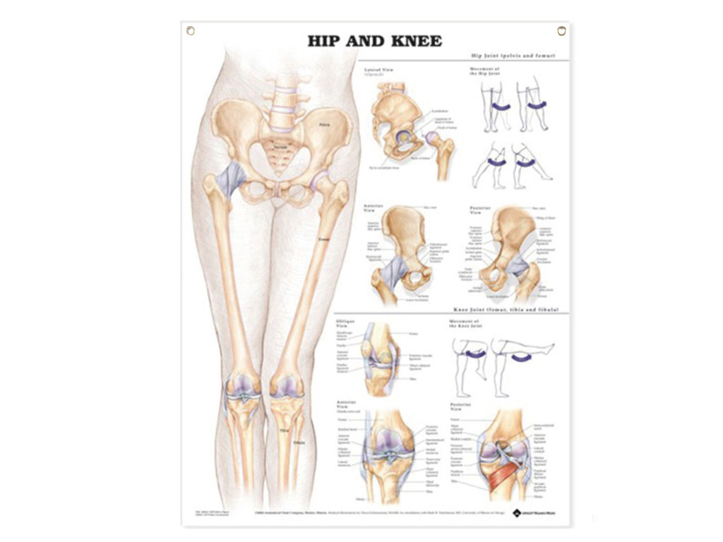 Anatomisk Affisch, Höft och Knä.
