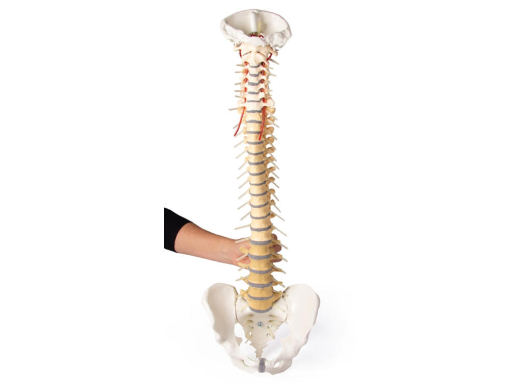 Ryggrad med bäcken - Anatomisk modell