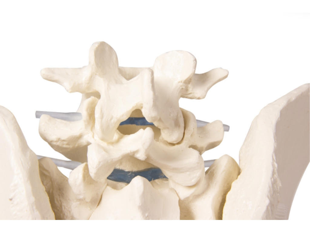 Manligt bäcken med korsben - en anatomisk modell