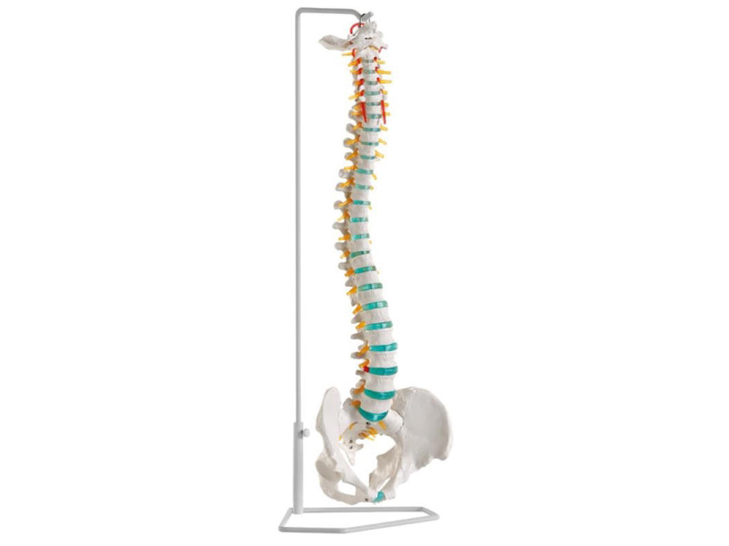 Flexibel ryggrad - Anatomisk modell