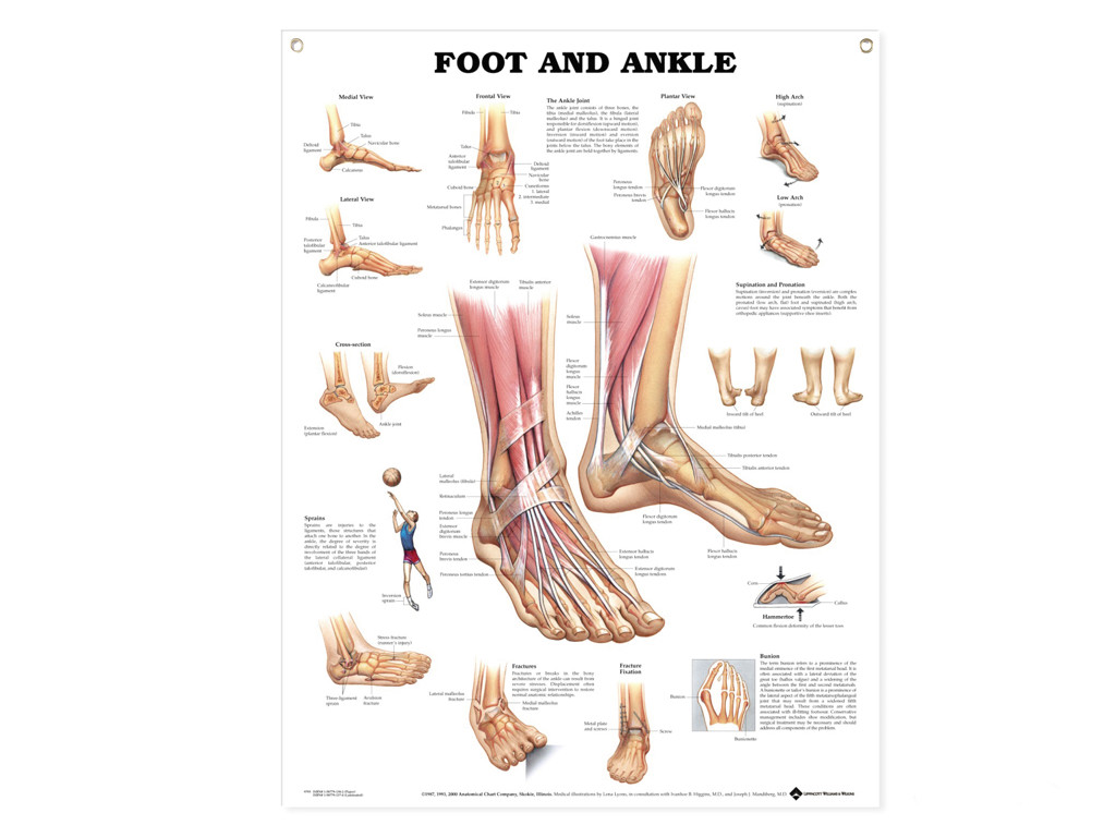 Anatomisk Affisch, Fot och Ankel.