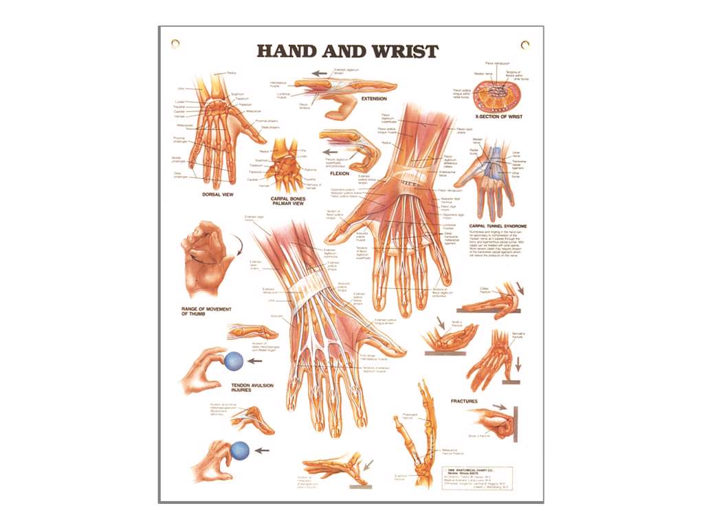 Hand och Vrist , Anatomi Affisch, 50 x 66 cm.