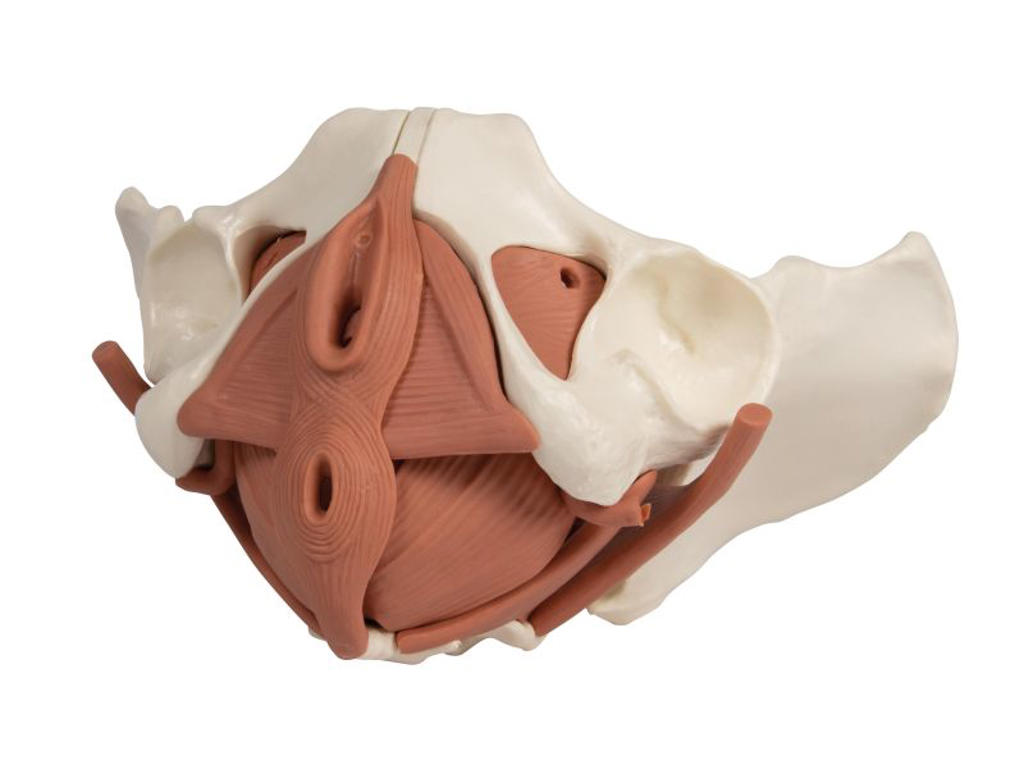 Anatomisk modell av kvinnlig bäckenbotten i 12 delar