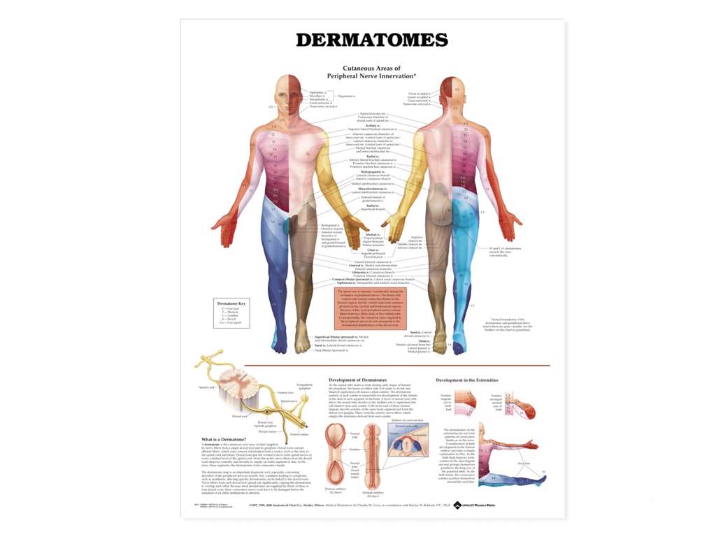 Dermatomes Wall Chart