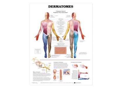 Dermatomes Wall Chart