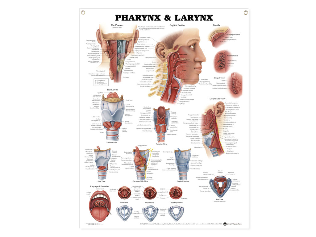 Anatomisk Affisch över svalg och struphuvud, 50 x 66 cm.